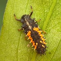 Harlequin Ladybird Larva 2 